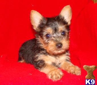 Silky Terrier Puppies for Sale