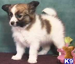 Papillon Puppies for Sale