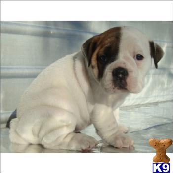 Bulldog Puppies in NY