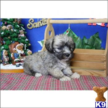 Schnoodle Puppies