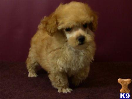 Puppies in NY