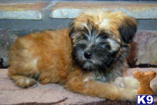 Soft Coated Wheaten Terrier Puppies