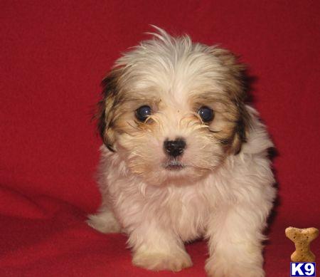 Puppies in NY