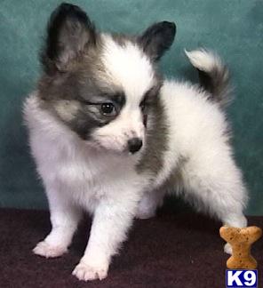 Papillon Puppies on Papillon Puppies For Sale