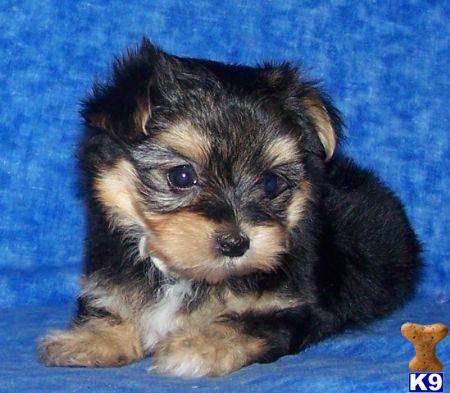 Puppies in NY