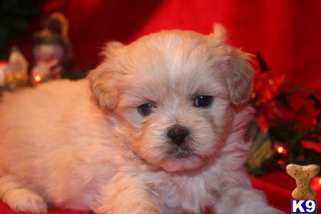 Puppies in NY