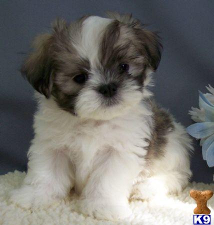 Puppies in NY
