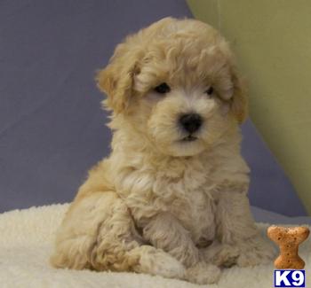 Maltipoo Puppies on Maltipoo Puppies