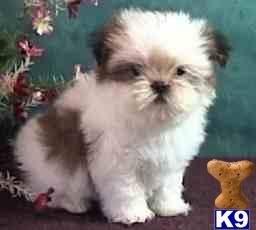 Lhasa Apso Puppies on Bayside  Ny Usa Lhasa Apso Puppies