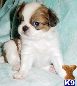 Puppies in NY