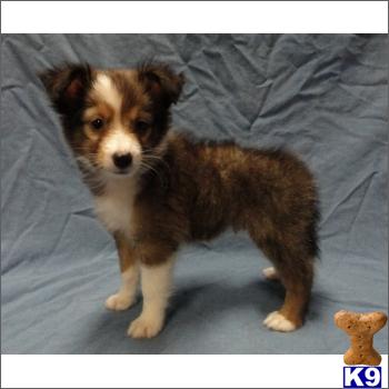 Shetland Sheepdog Puppies