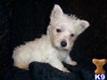 West Highland White Terrier