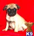 Pug
