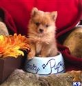 Pomeranian