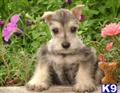 Miniature Schnauzer