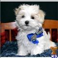 Maltese