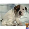 Bulldog