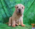 Chinese Shar-Pei