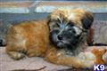Soft Coated Wheaten Terrier