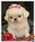 Pekingese