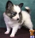 Papillon