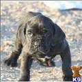 Neapolitan Mastiff