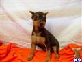 Miniature Pinscher