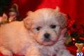 Mixed Breed