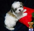 Havanese