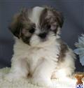 Mixed Breed