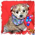 Mixed Breed