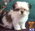 Lhasa Apso