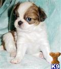 Japanese Chin