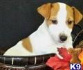 Jack Russell Terrier