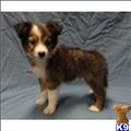 Shetland Sheepdog