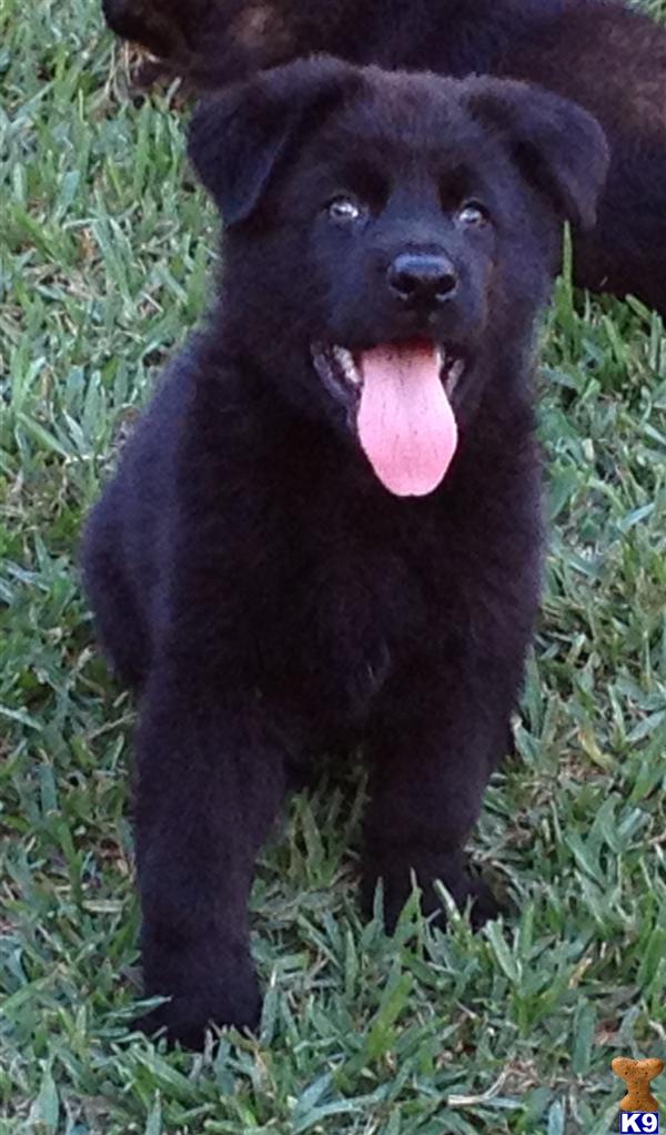 German Shepherd Puppies in FL