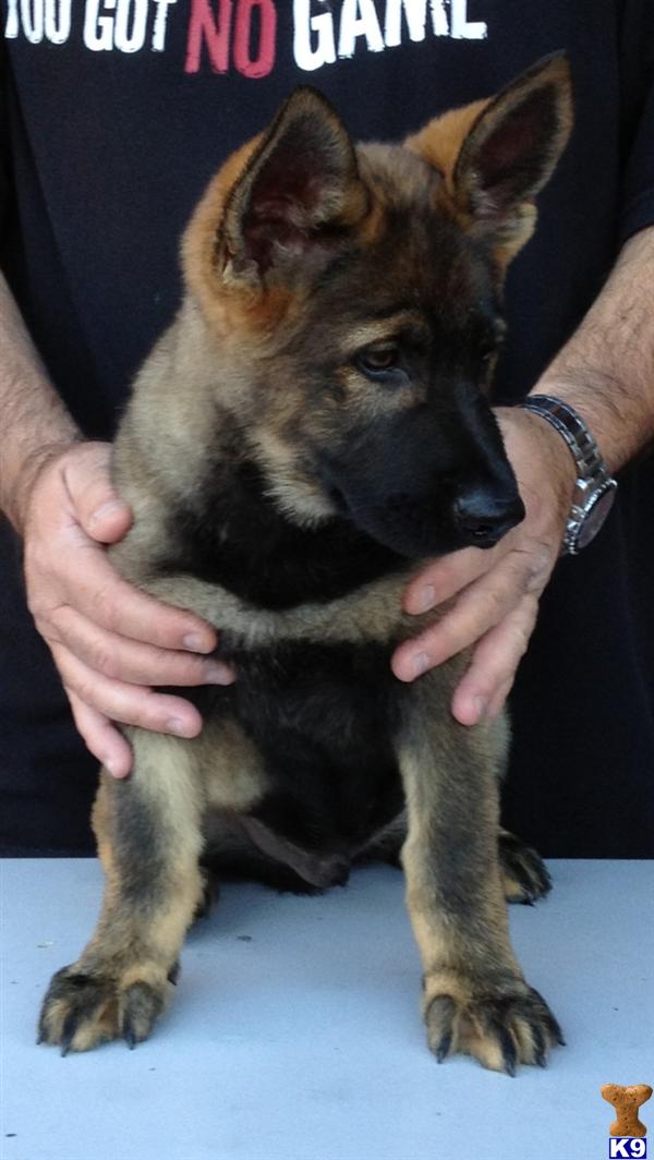 German Shepherd Puppies in FL