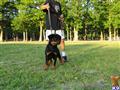 Rottweiler