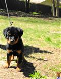 Rottweiler