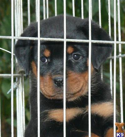 Rottweiler Puppies in FL