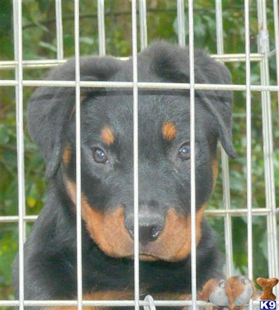 Rottweiler Puppies in FL