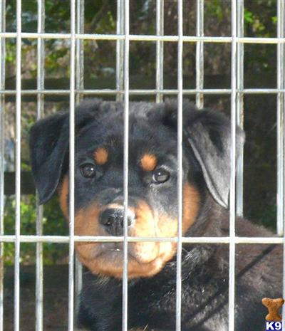 Rottweiler Puppies in FL