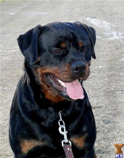 Rottweiler Puppies in FL