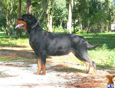 Rottweiler Puppies in FL