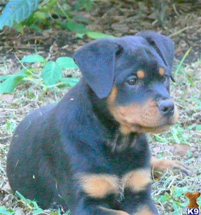 Rottweiler Puppies in FL
