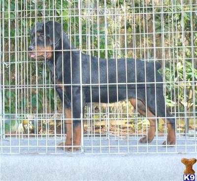 Rottweiler Puppies in FL