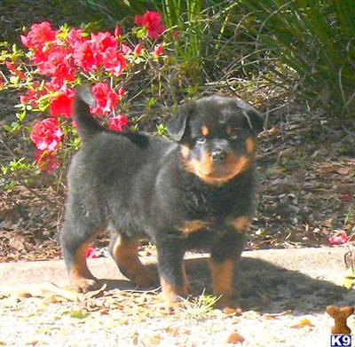 Rottweiler Puppies in FL