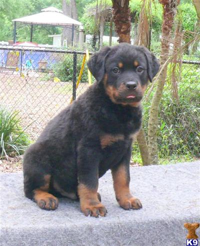 Rottweiler Puppies for Sale