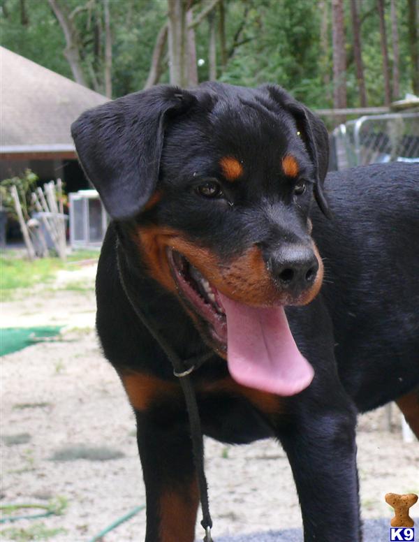 Rottweiler Puppies for Sale