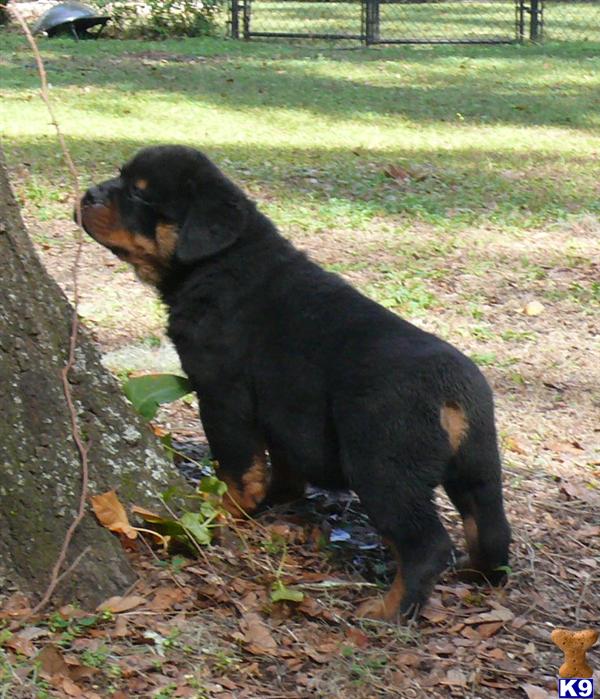 Rottweiler Puppies